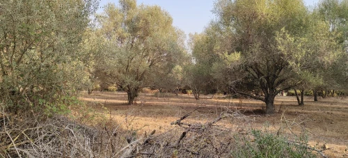 Vente Terrain Agricole Jijel Taher