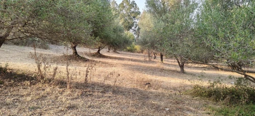 Vente Terrain Agricole Jijel Taher