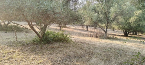 Vente Terrain Agricole Jijel Taher