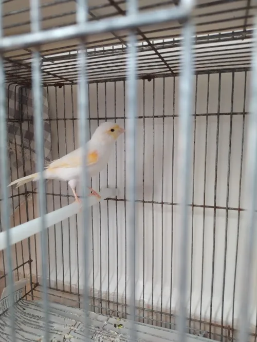 canari mosaïque mal et femelle