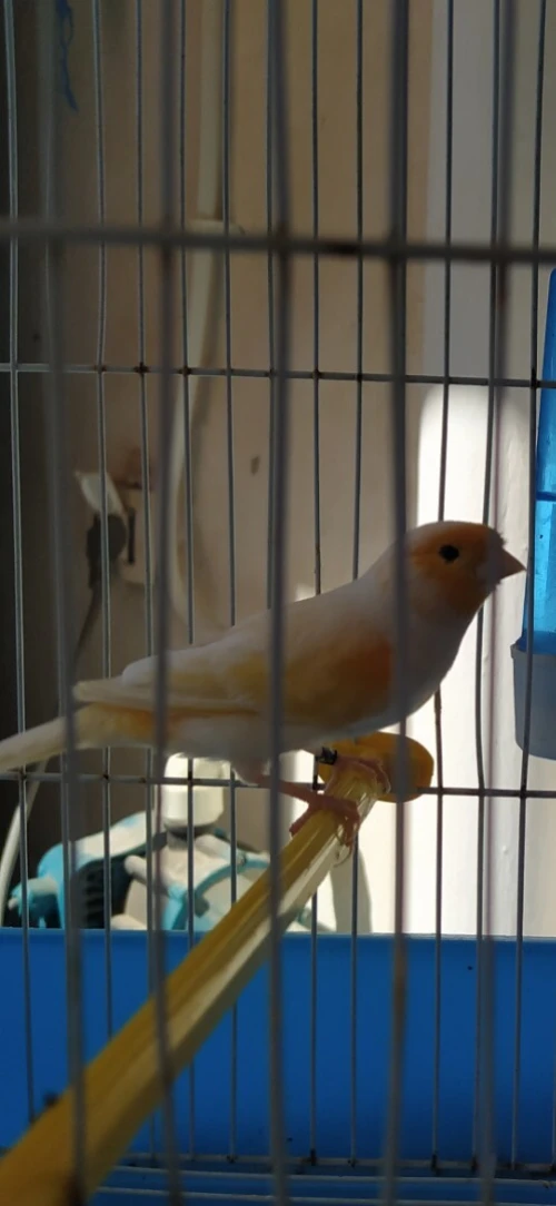 canari mosaïque mal et femelle