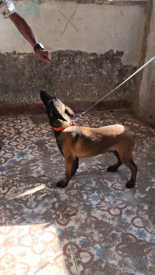 Malinois charbonné