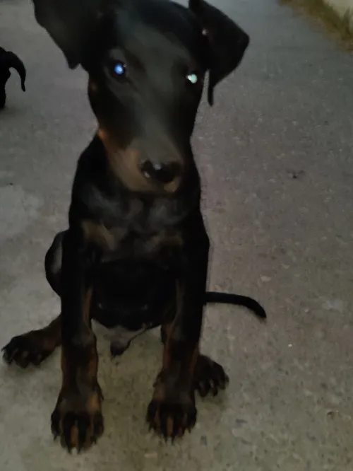 Couple chiot Dobermann 65 jours 