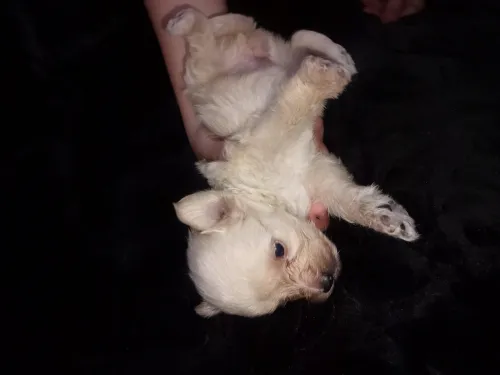 Bichon maltais nains 