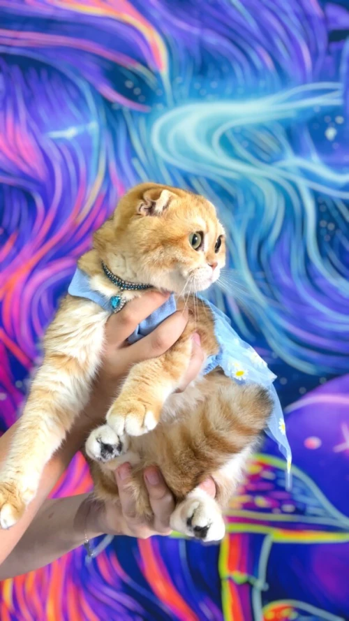 Scottish fold golden ny11