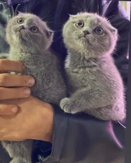 scottish fold