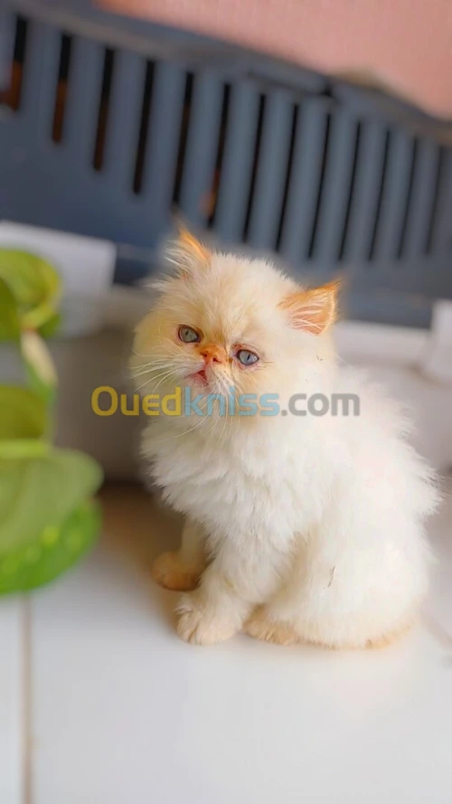 Chat Piki face redpoint 