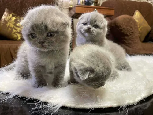 Scottish fold et British short hair