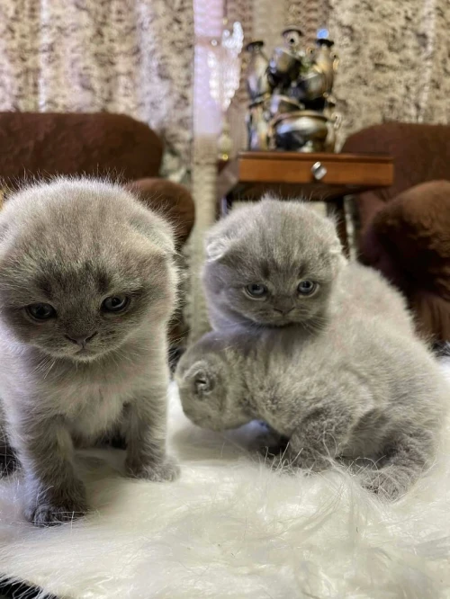 Scottish fold et British short hair