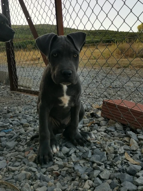 Cane corso pure race 