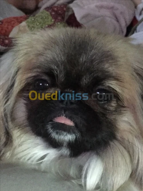 Chien pékinois