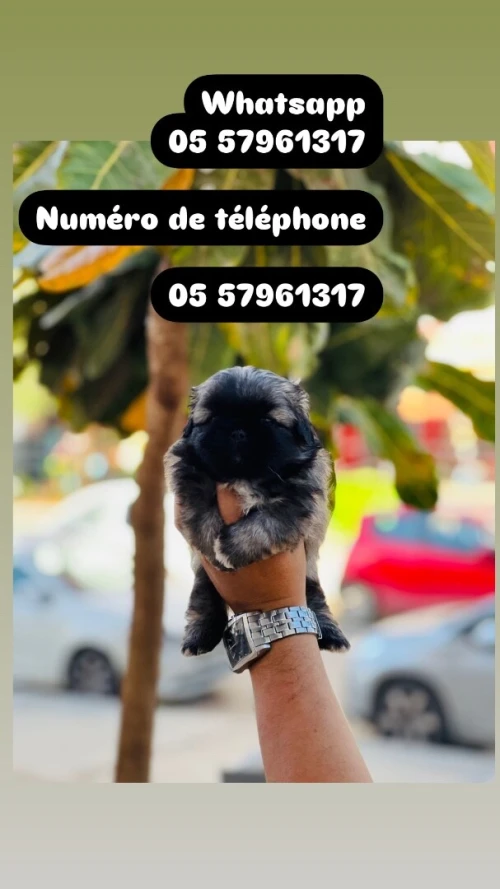Chat persan himalaya قط بيرسون