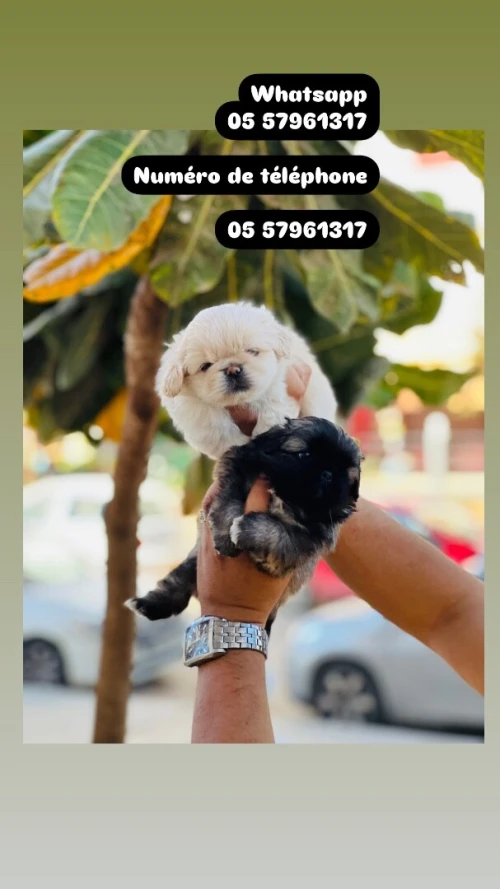 Chat persan himalaya قط بيرسون