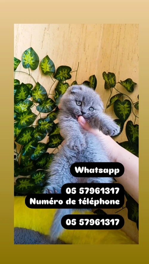 Chat persan himalaya قط بيرسون
