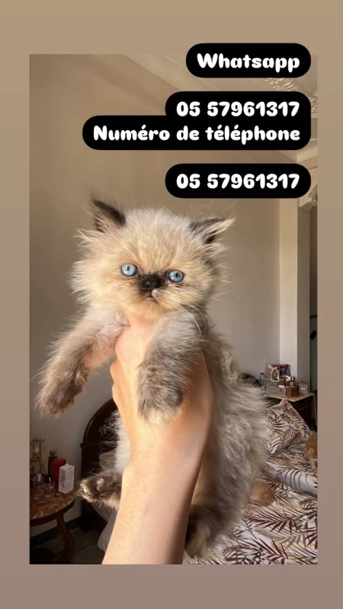 Chat persan himalaya قط بيرسون