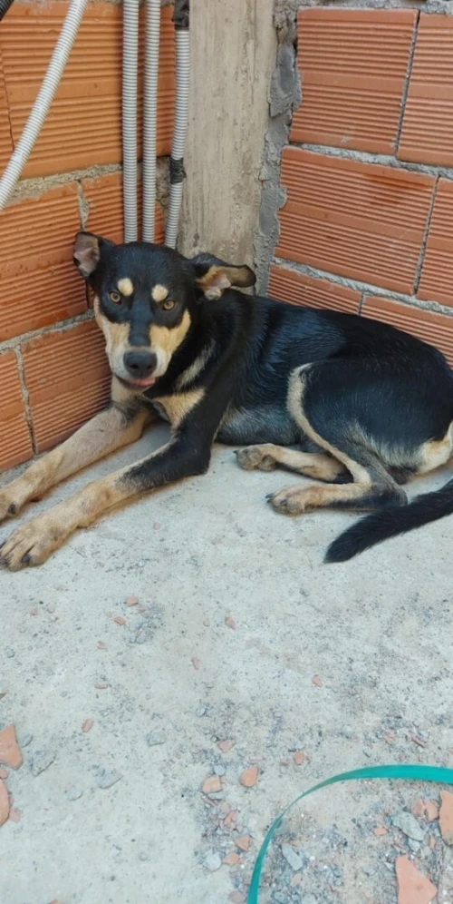 CHIEN CROISE STAFF HUSKY 