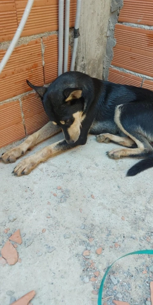 CHIEN CROISE STAFF HUSKY 