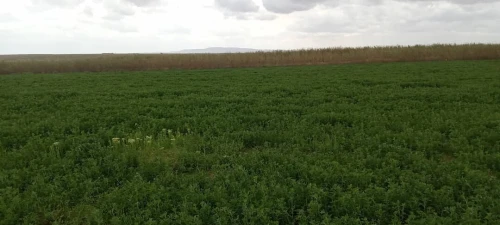 Vente Terrain Agricole Djelfa Ain oussara