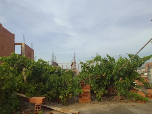 Vente Terrain Blida Meftah