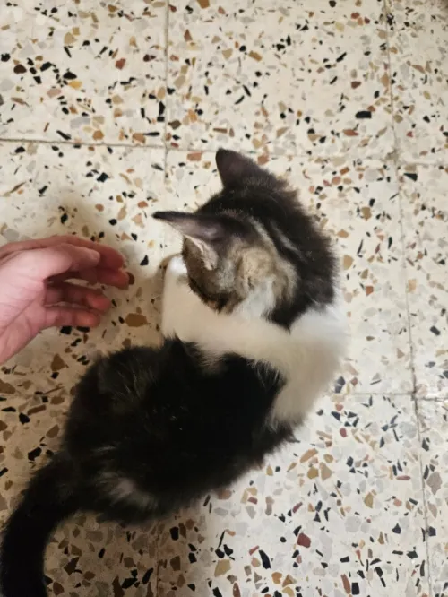 Adoption قط للتبني