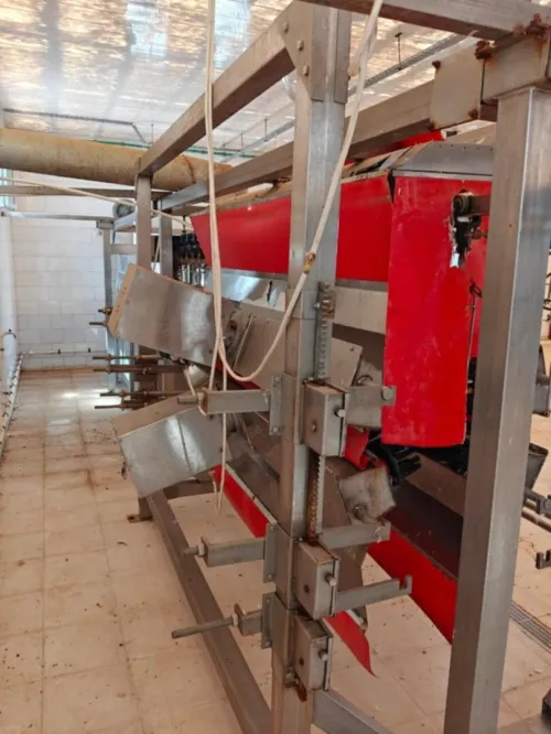 battoir de poulets 