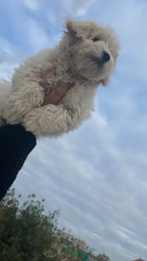 Caniche bichon Maltais naina pure race 