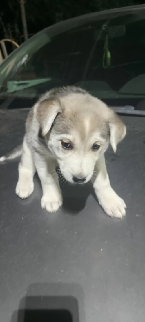 Chiot croisé labrador husky