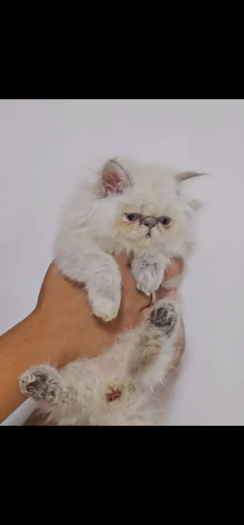 Chat persan