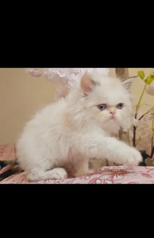 Chat persan chaton de race