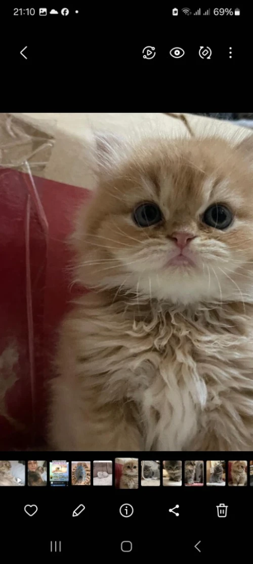 Chat Femelle chinchilla a vendre
