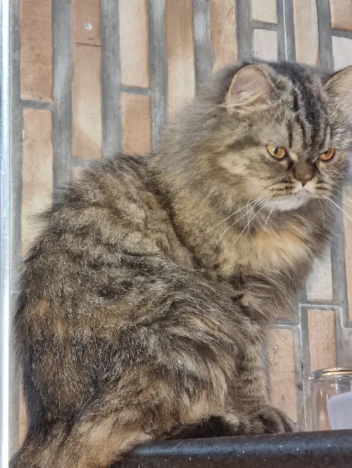 Chat Femelle chinchilla a vendre