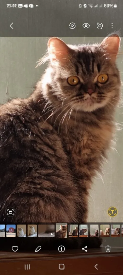 Chat Femelle chinchilla a vendre