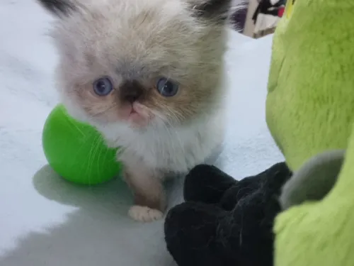 Chatton piki Face 