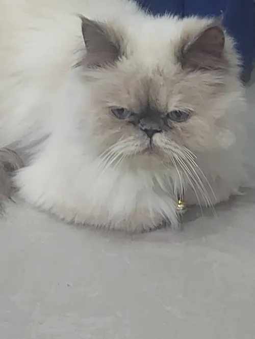 une chatte de race Persan
