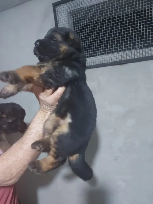 Chiot berger allemand