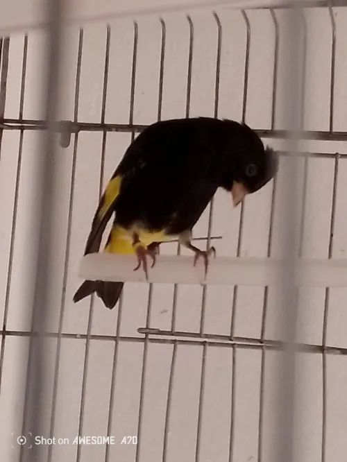 canari Bolivie