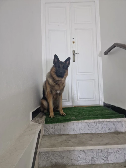 Berger allemand pedigree
