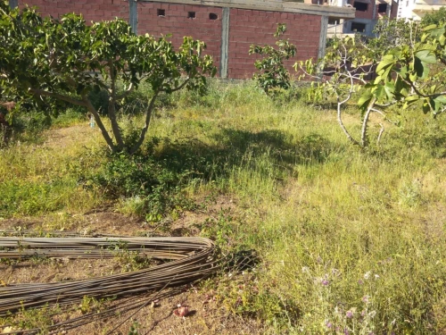 Vente Terrain Tipaza Larhat
