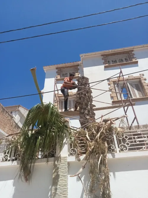 Abattage des arbres nuisibles et nettoyage des espaces verts تقطيع الاشجار