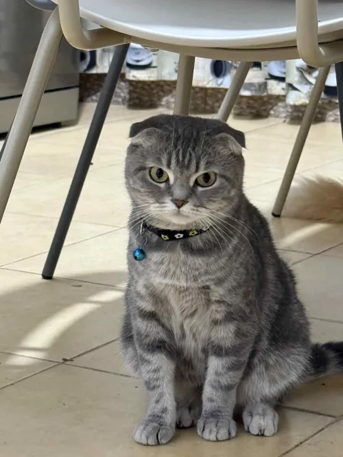 scottish fold