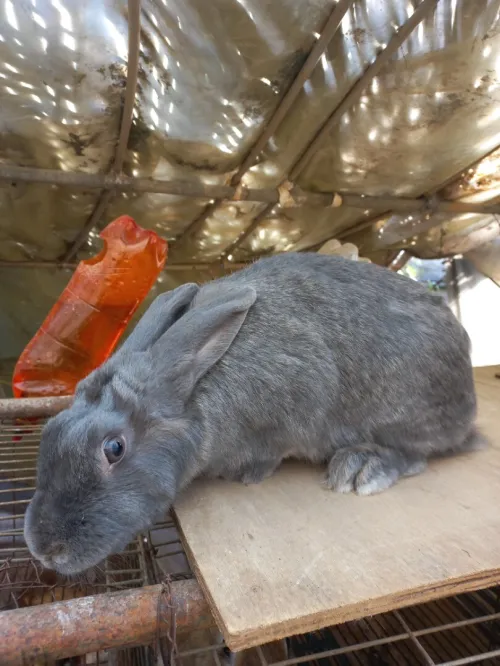 Lapine
