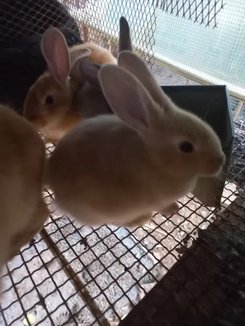 Lapins ارانب.