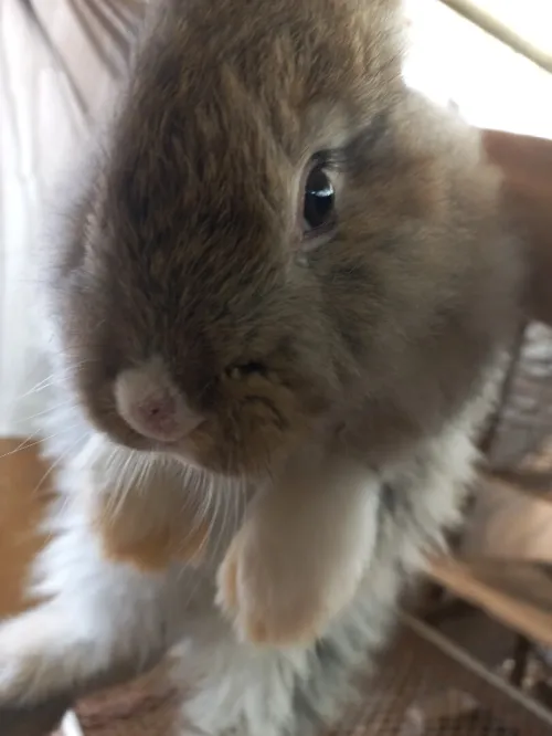 Lapine Angora.