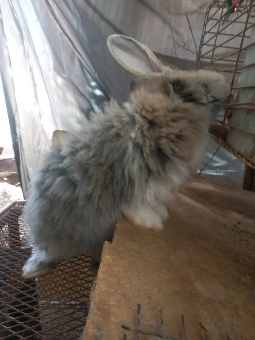Lapine Angora.