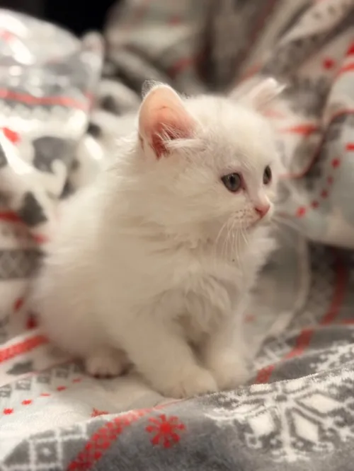 Chaton persan angora