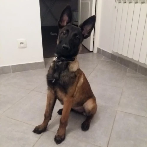 Malinois femell