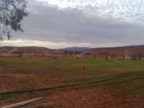 Vente Terrain Agricole Naâma Sfissifa