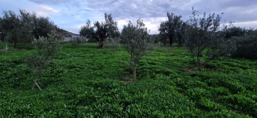 Vente Terrain Béjaïa Ait rzine