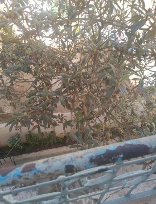 Vente Villa Alger Bab el oued