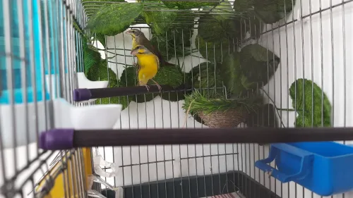 Serin Mozambique 
